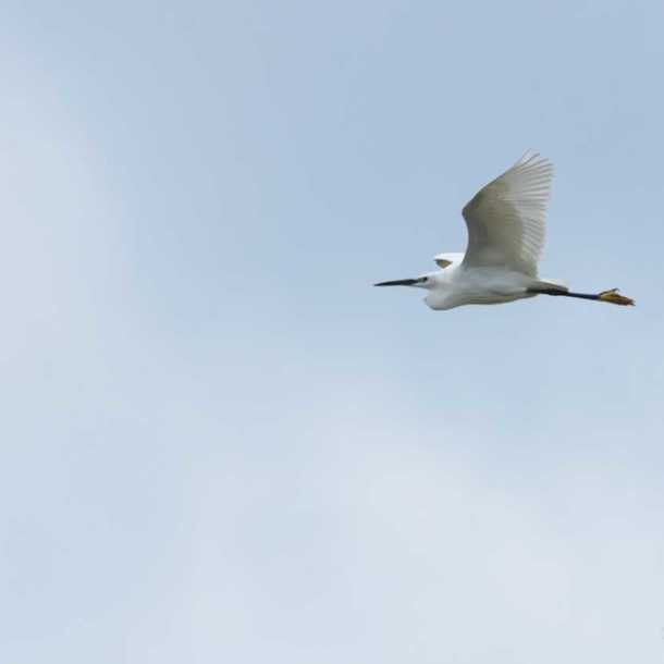 Sortie oiseaux
